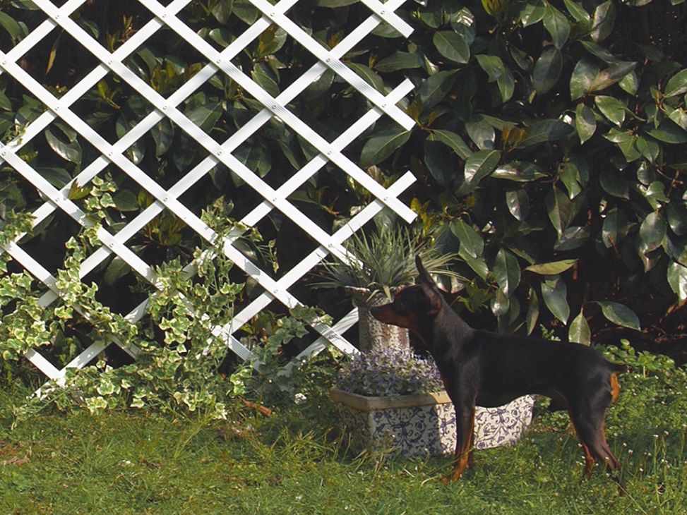 Plastic trellis Nortene