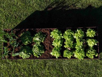 Primaterra Choco Garden Bed 1 x 0.65 x 0.2 m, Galvanized Steel, Brown
