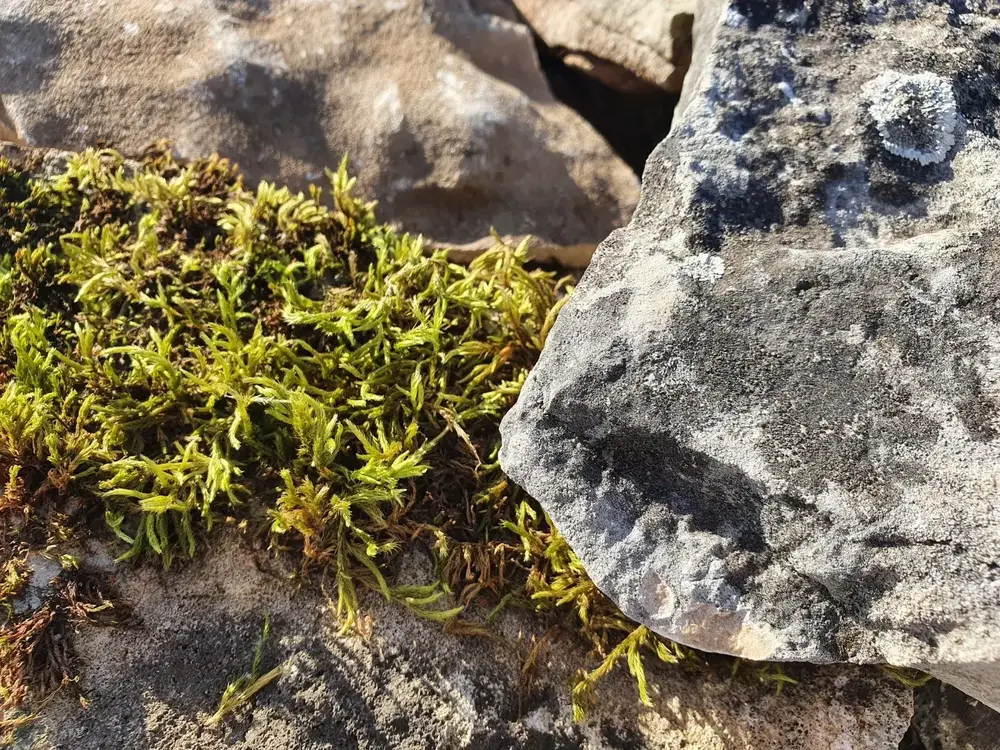 Rustica Decorative Rock for Rock Gardens - 1 Ton